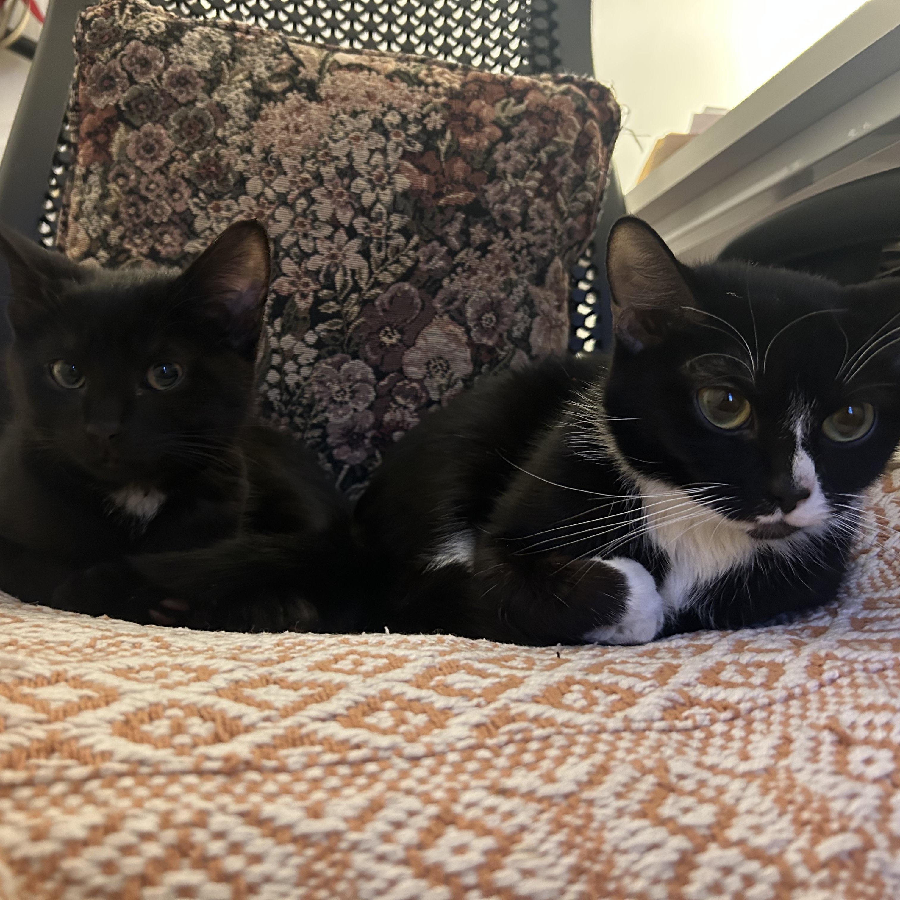 Enlarge Sophia, an adopted Domestic Short Hair in Medford, MA image 2/2