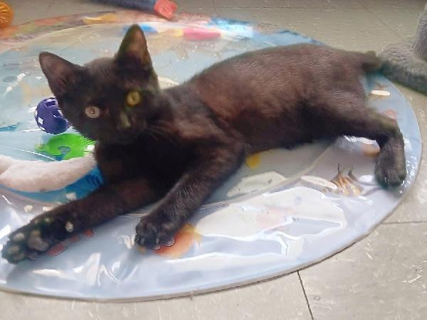 Enlarge SABRINA, a ADOPTABLE Domestic Short Hair in Seymour, IN image 1/1