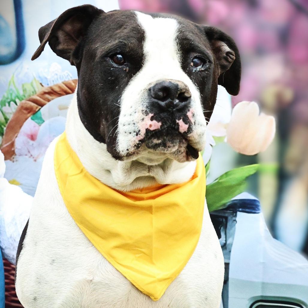 Betamax JuM, Adoptable, Adult Male American Bulldog & Boxer.