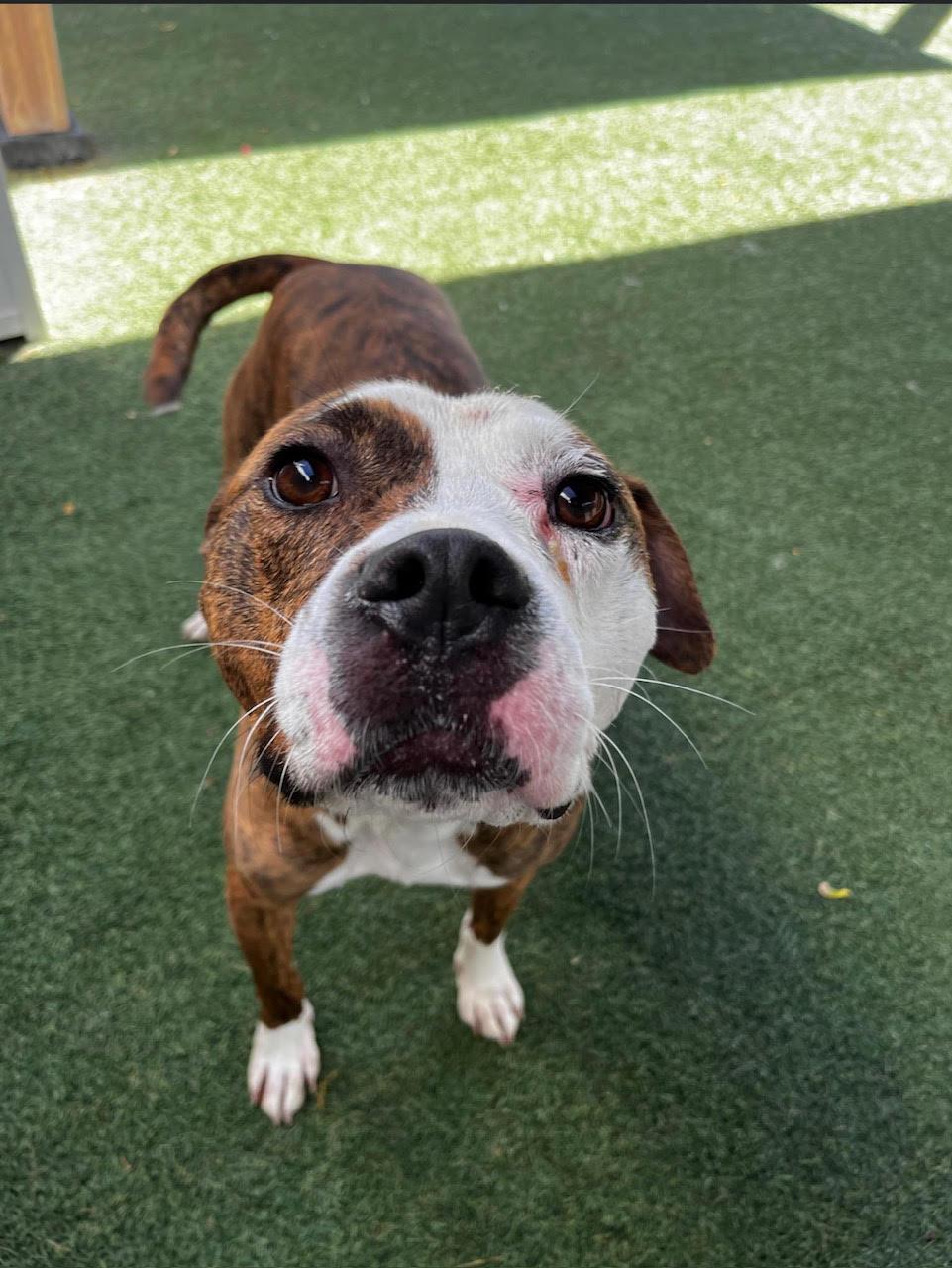 Enlarge TEXAS, a Adoptable mixed breed in Waldwick, NJ image 1/6