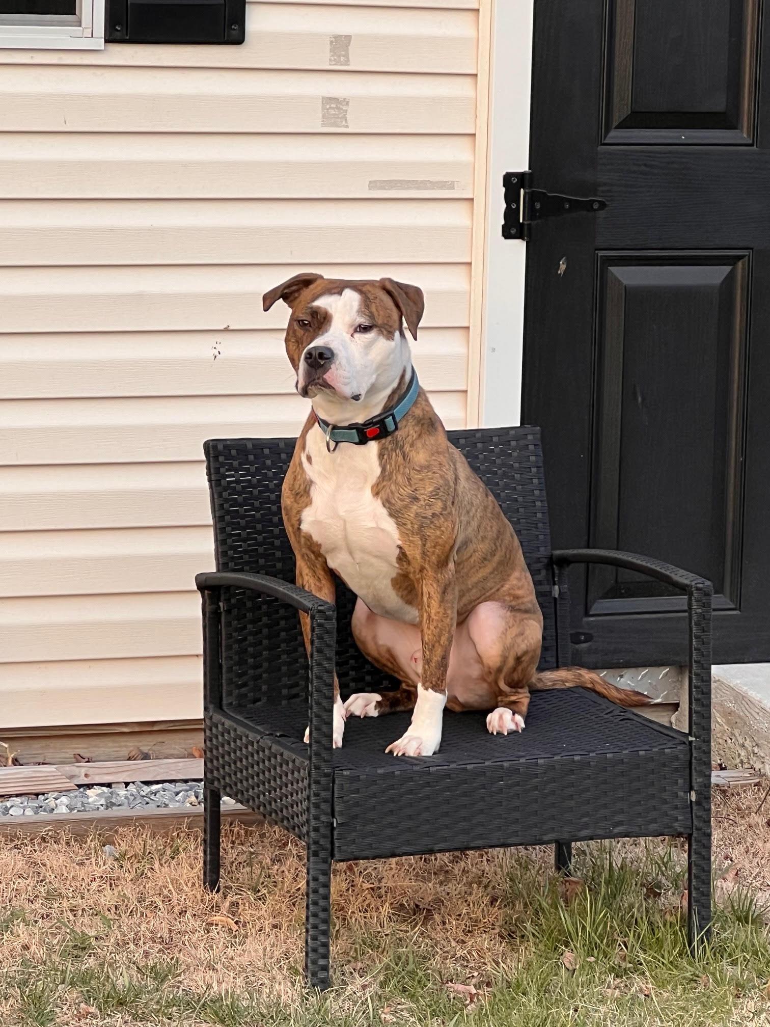 Enlarge TEXAS, a Adoptable mixed breed in Waldwick, NJ image 2/6