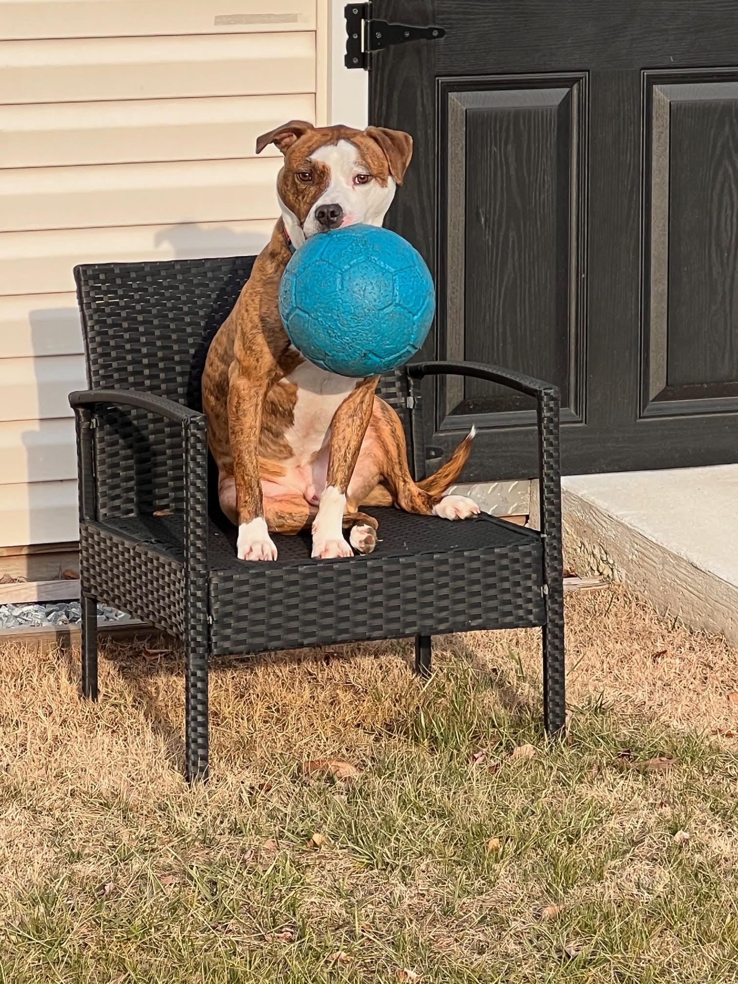 Enlarge TEXAS, a Adoptable mixed breed in Waldwick, NJ image 3/6