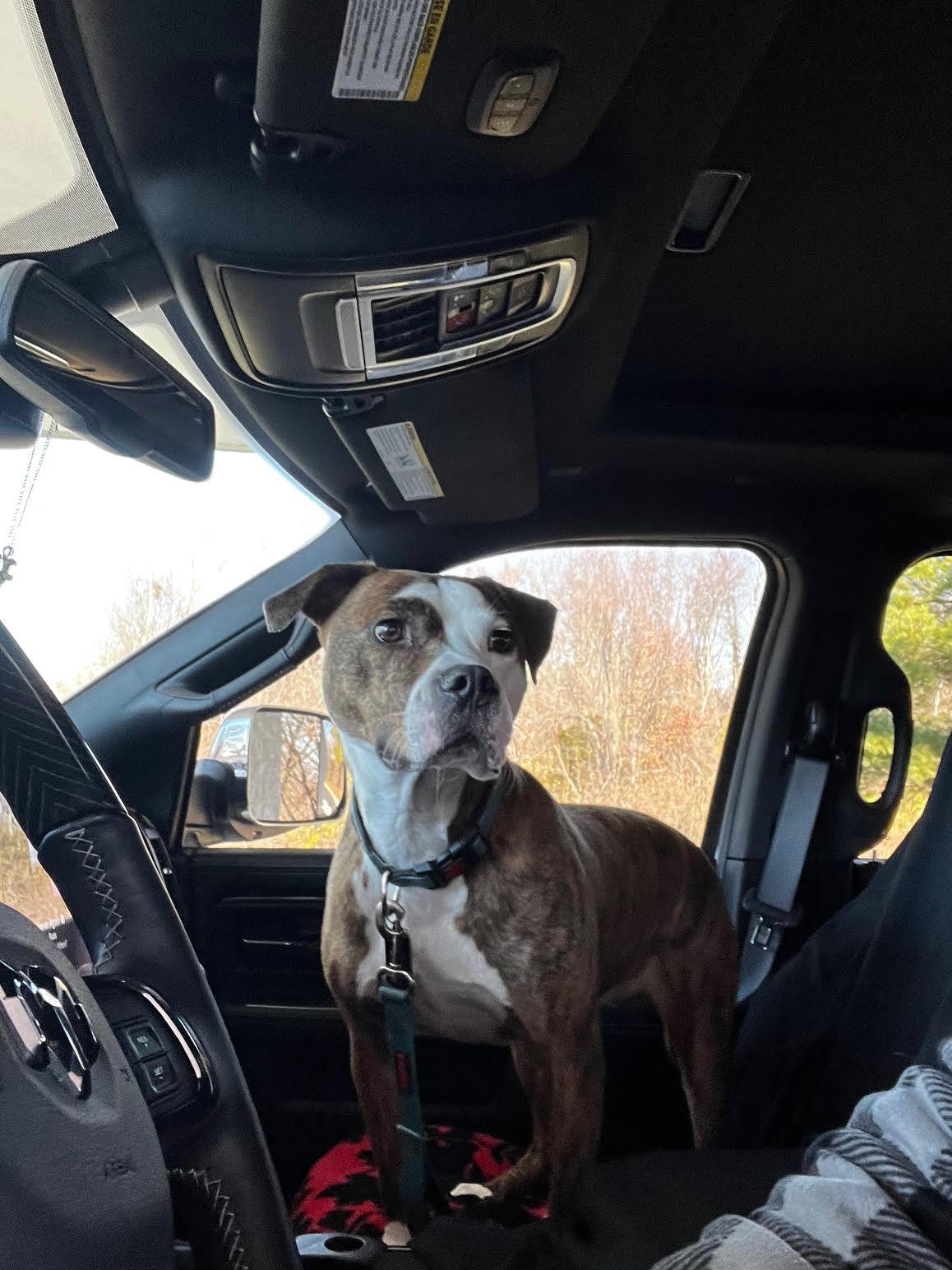 Enlarge TEXAS, a Adoptable mixed breed in Waldwick, NJ image 5/6