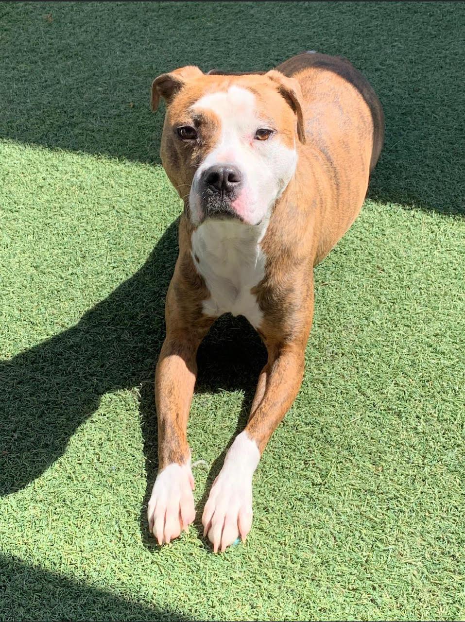 Enlarge TEXAS, a Adoptable mixed breed in Waldwick, NJ image 6/6