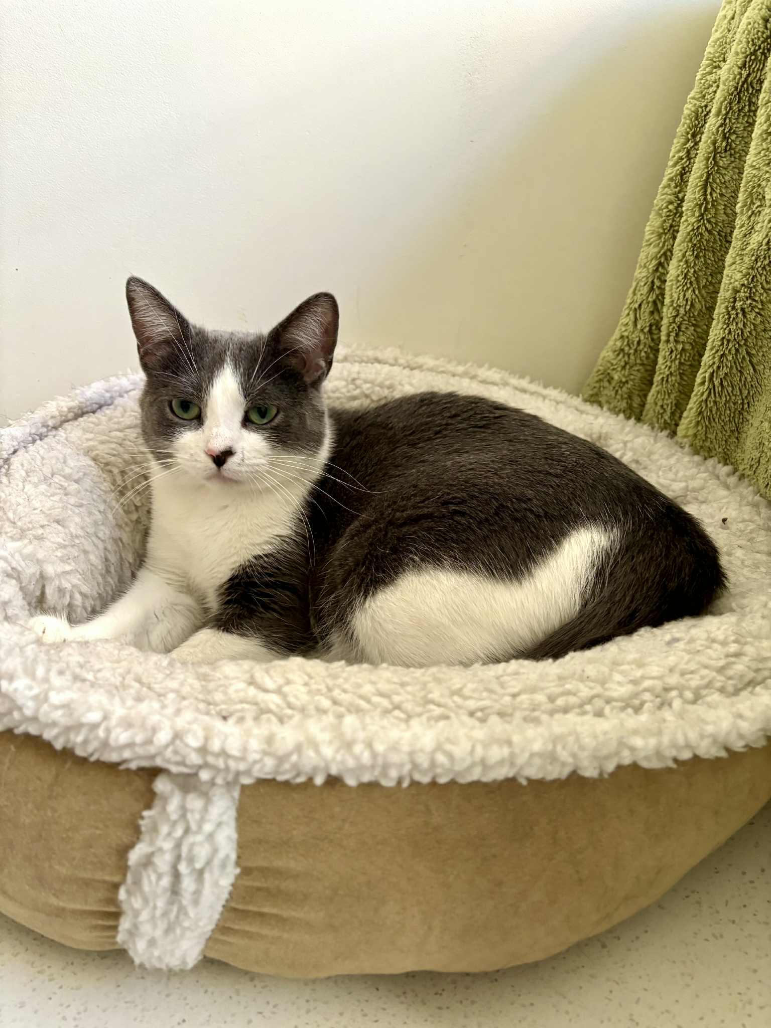 Enlarge Sriracha , a ADOPTABLE Domestic Short Hair in Ottawa, ON image 2/6