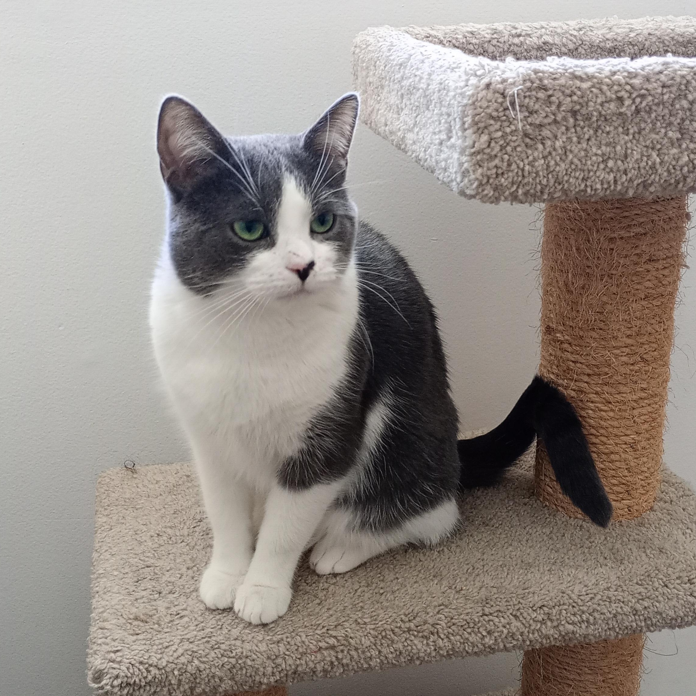 Enlarge Sriracha , a ADOPTABLE Domestic Short Hair in Ottawa, ON image 4/6
