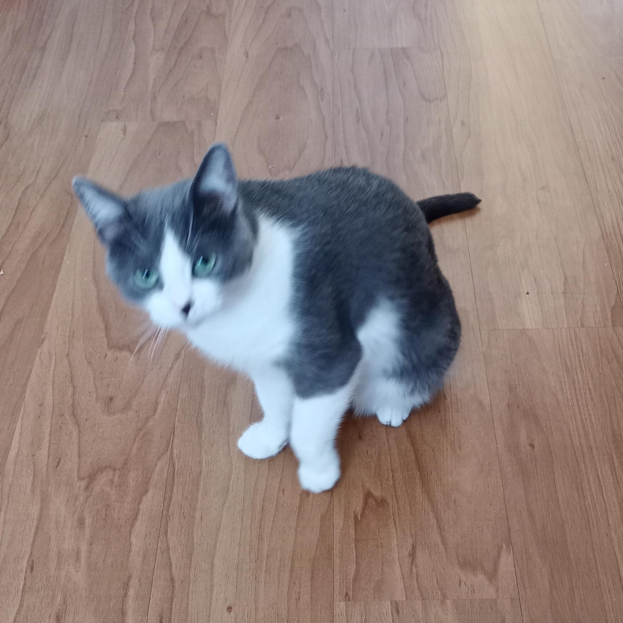 Enlarge Sriracha , a ADOPTABLE Domestic Short Hair in Ottawa, ON image 5/6