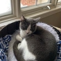 Enlarge Sriracha , a ADOPTABLE Domestic Short Hair in Ottawa, ON image 3/6