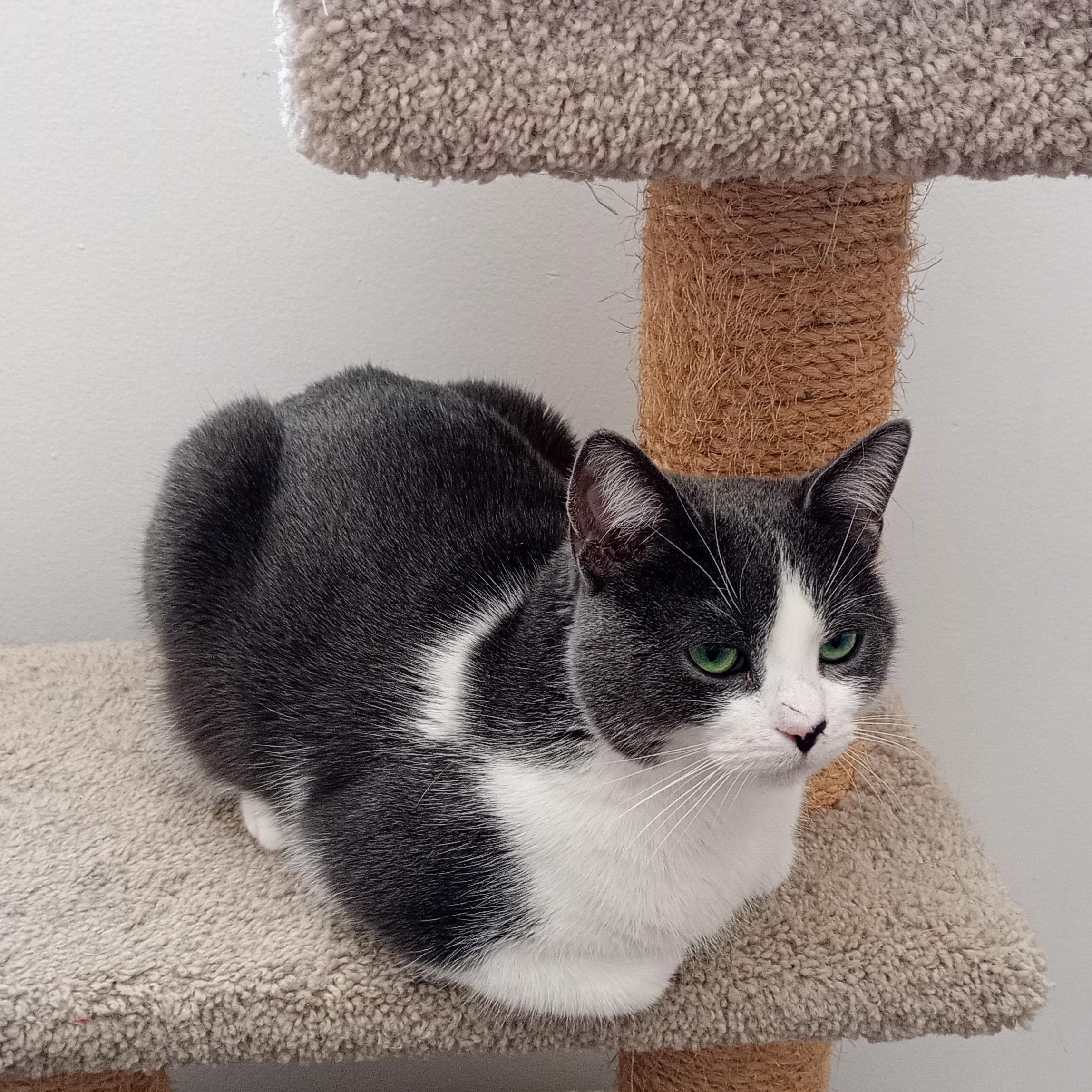 Enlarge Sriracha , a ADOPTABLE Domestic Short Hair in Ottawa, ON image 6/6