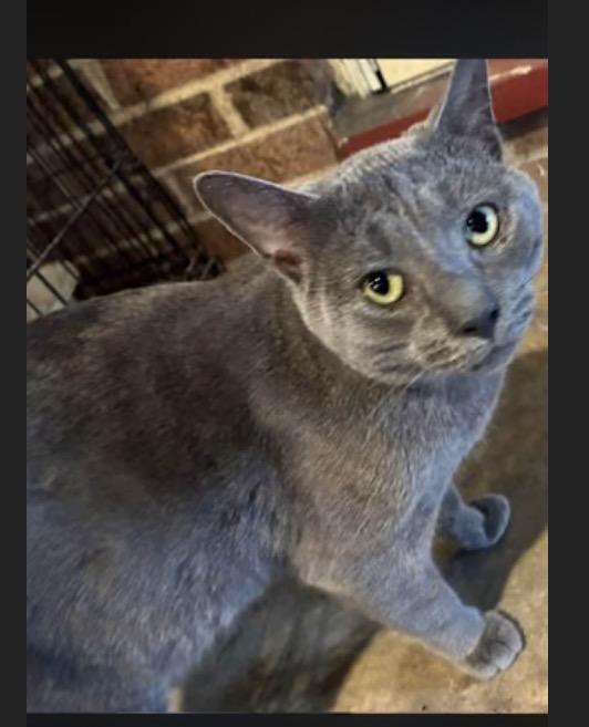 Dragon, Adoptable, Young Male Domestic Short Hair.