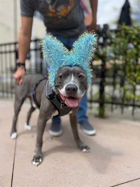 Enlarge KIDD, a Adoptable American Staffordshire Terrier in Charlotte, NC image 2/2