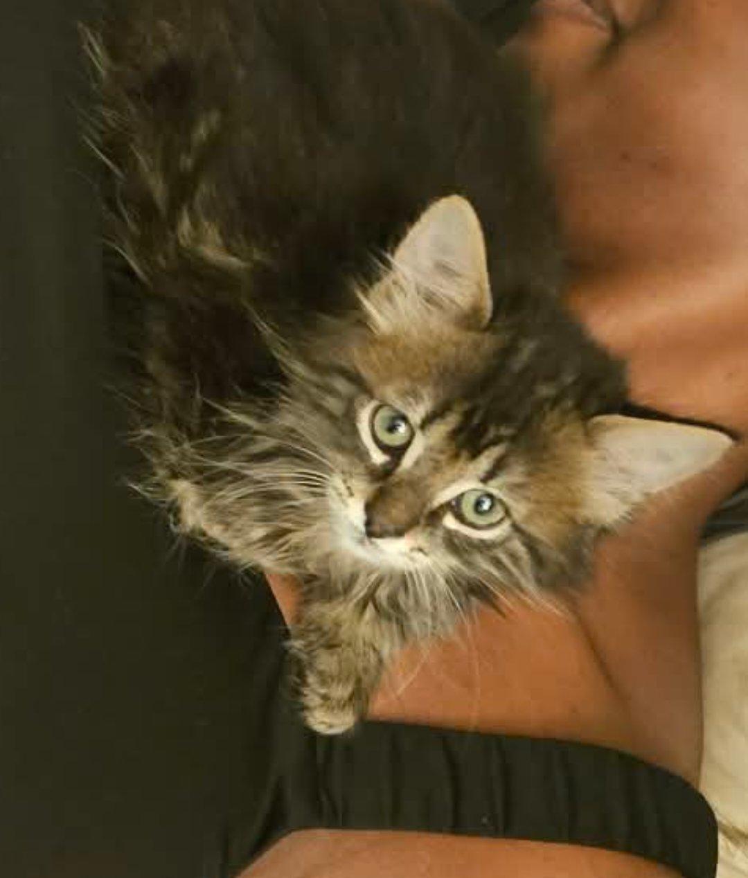 Ruby, a ADOPTABLE mixed breed in Denver, CO image 2/4