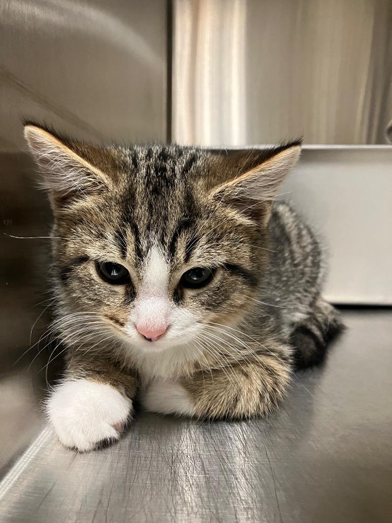 Noah, Adoptable, Kitten Male Domestic Short Hair.