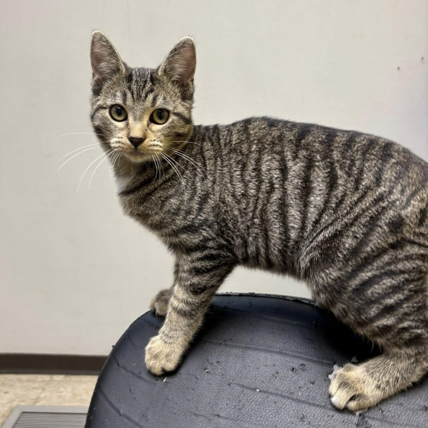 Enlarge Bubbles, an adopted Domestic Short Hair in Storm Lake, IA image 1/1