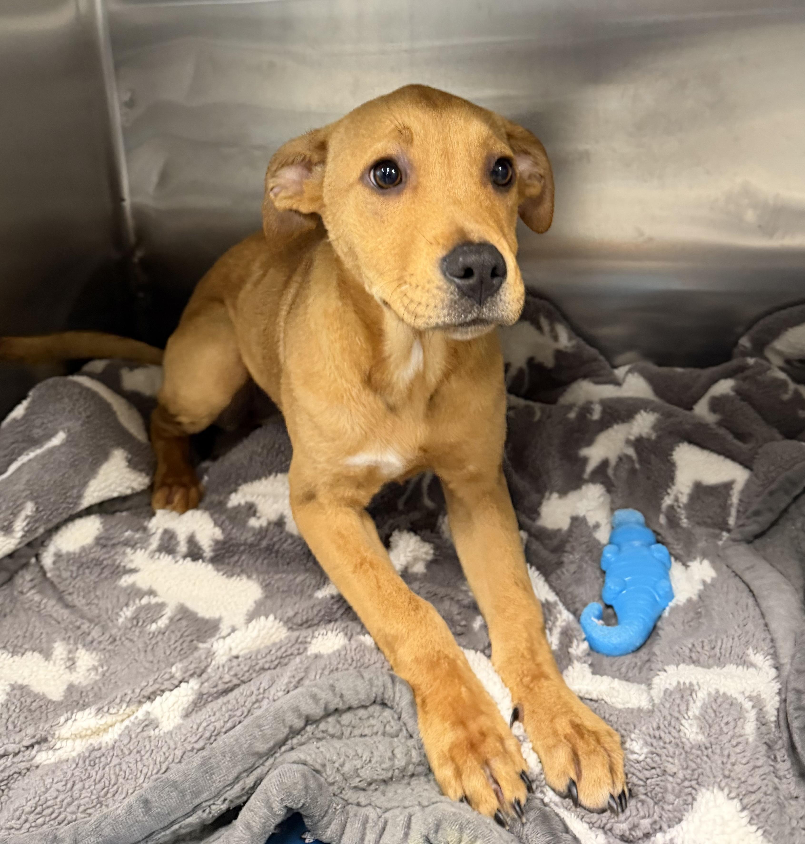 Persephone, a ADOPTABLE mixed breed in Plaquemine, LA image 2/2