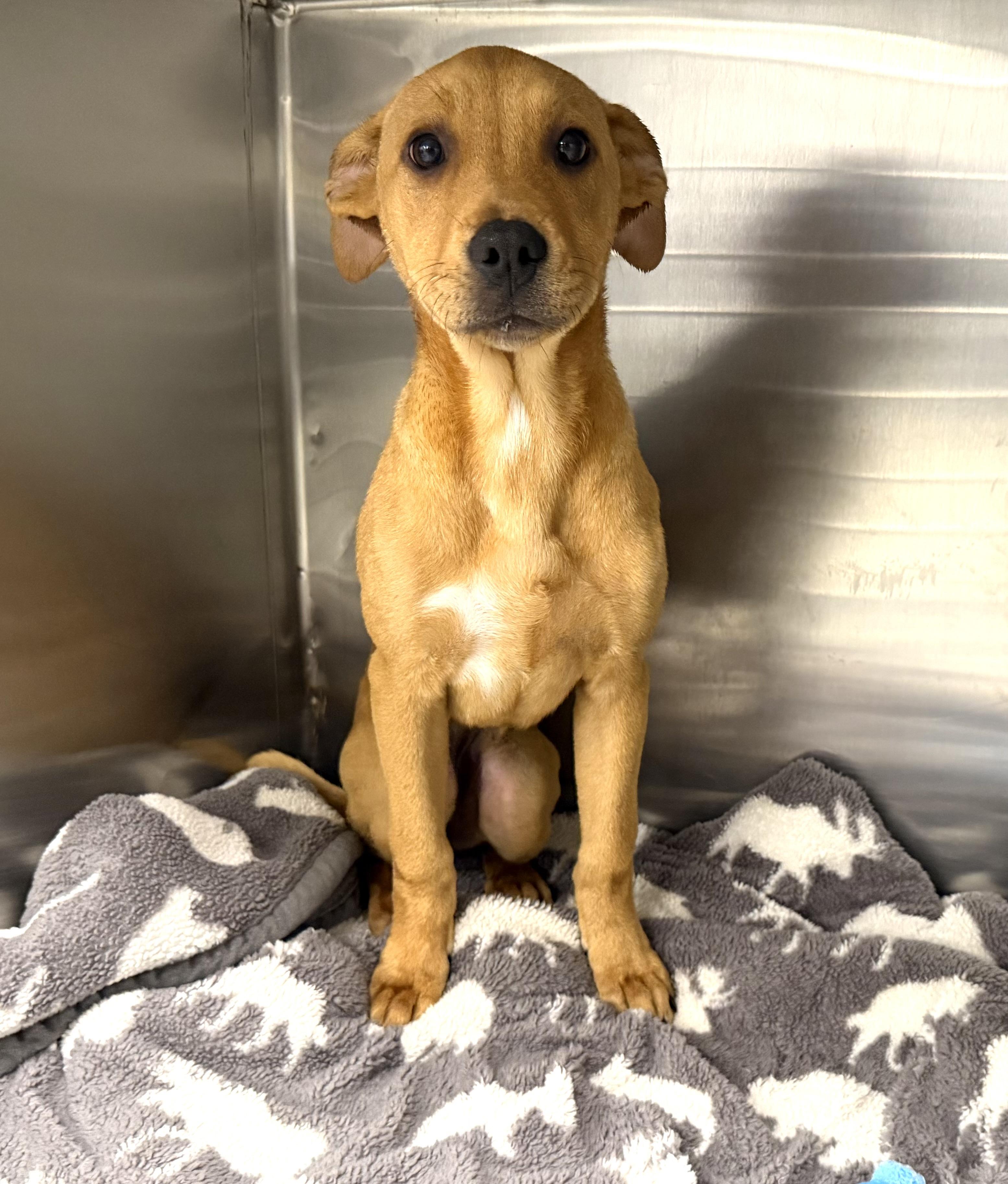 Persephone, a ADOPTABLE mixed breed in Plaquemine, LA image 1/2