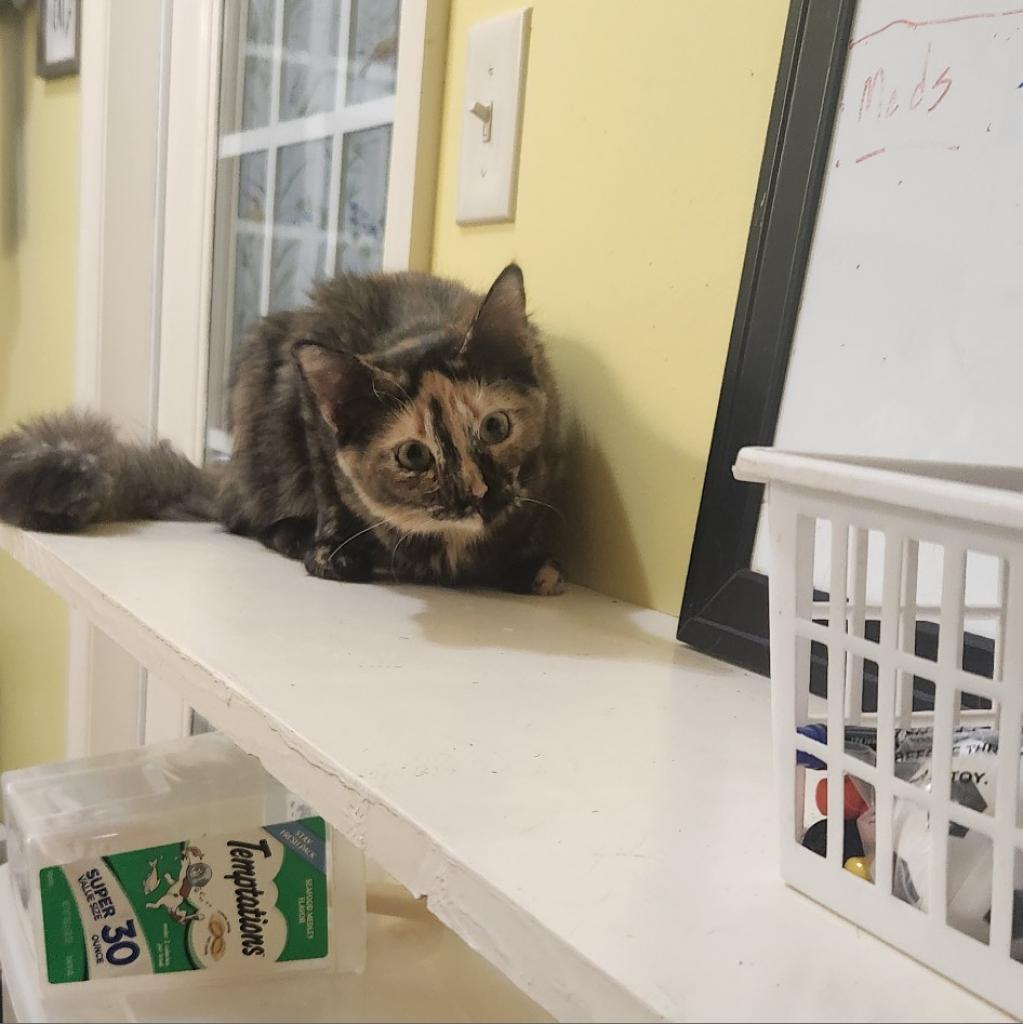 Annabel Lee, Adoptable, Adult Female Domestic Short Hair.