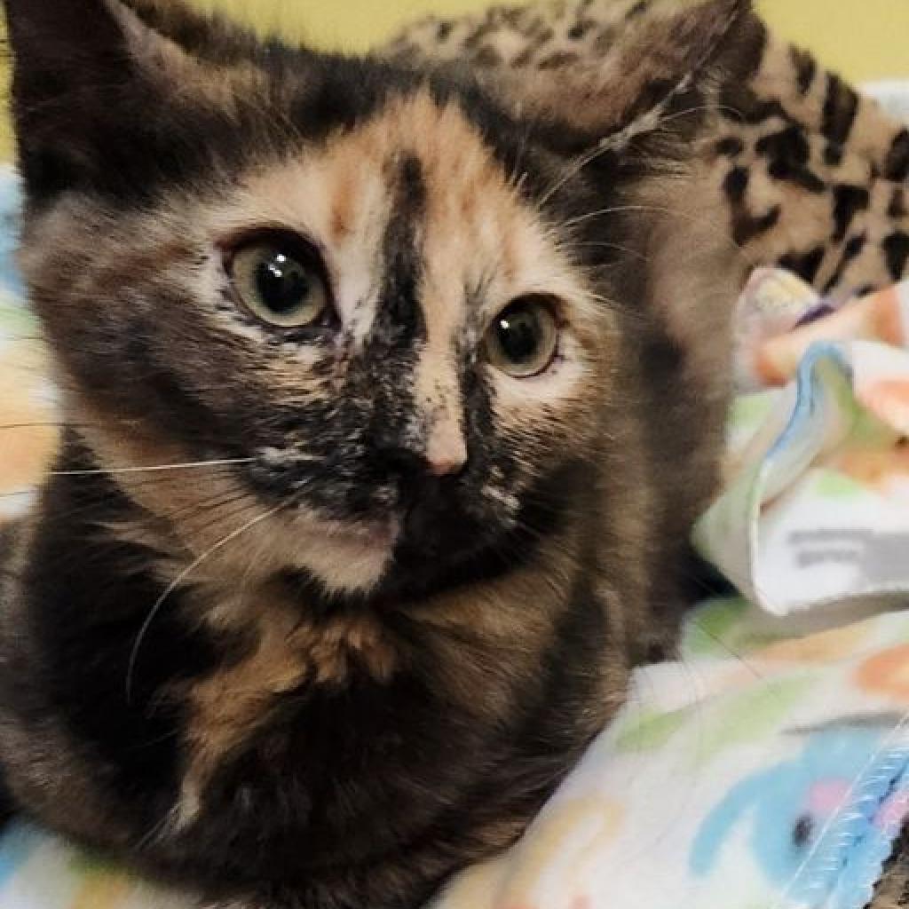 Enlarge Annabel Lee, a Adoptable Domestic Short Hair in Tanner, AL image 3/4