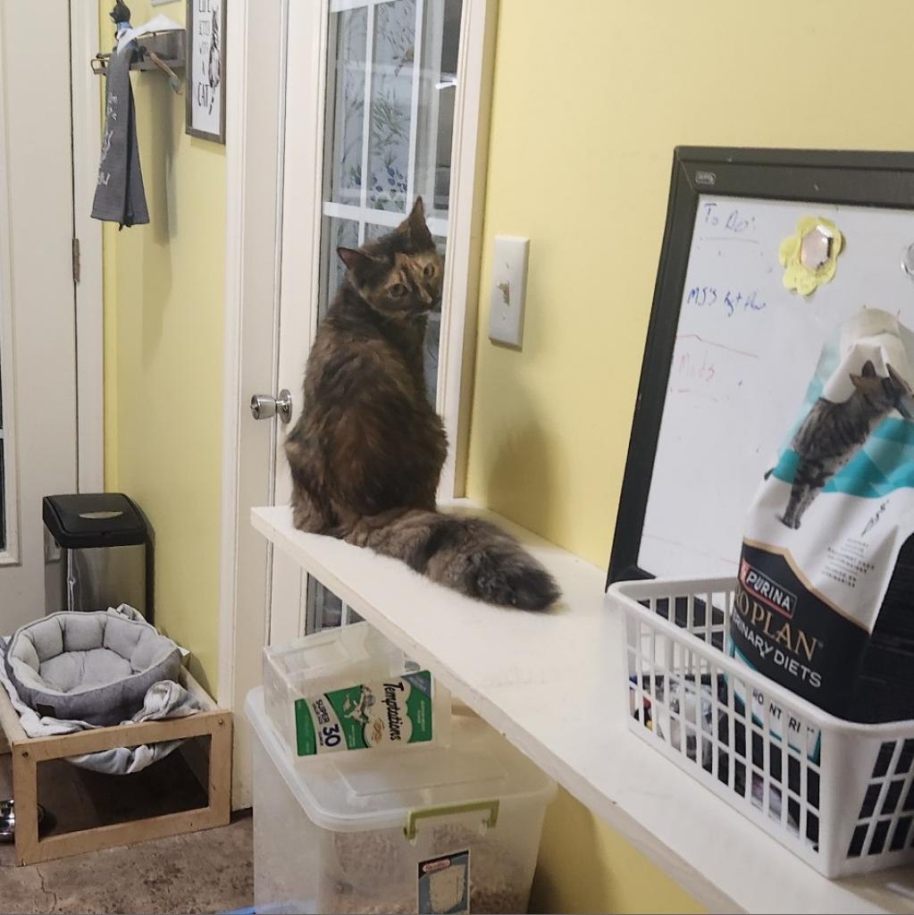 Annabel Lee, a Adoptable Domestic Short Hair in Tanner, AL image 3/4