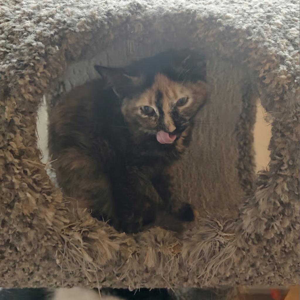 Annabel Lee, a Adoptable Domestic Short Hair in Tanner, AL image 4/4