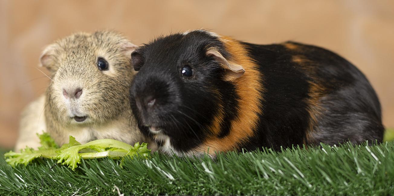 Fruit Loops and Skittles, ADOPTABLE, Adult Male Guinea Pig.