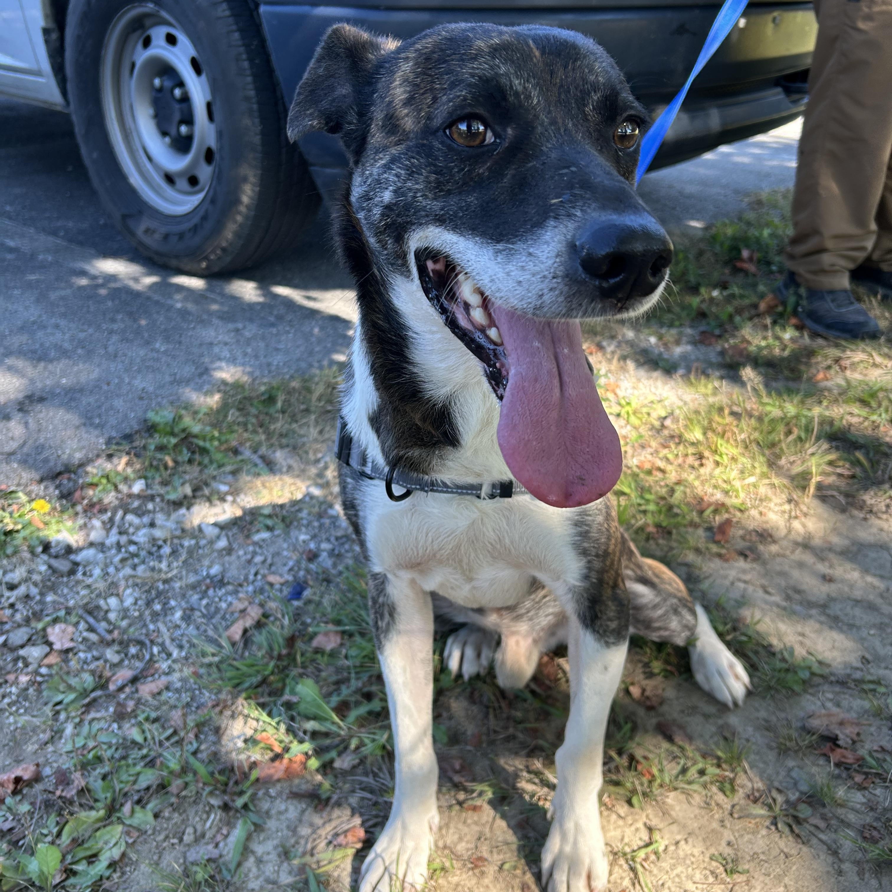 Otis, Adoptable, Adult Male Border Collie.