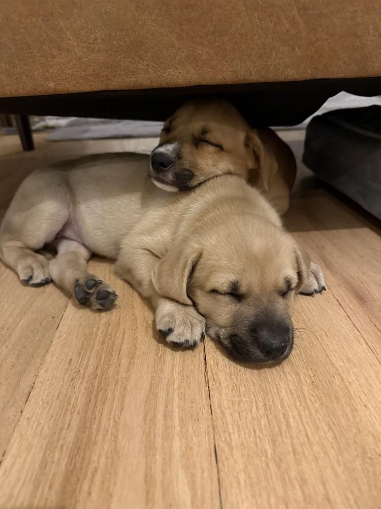 Enlarge Soul, a Adoptable mixed breed in Denver, CO image 1/5