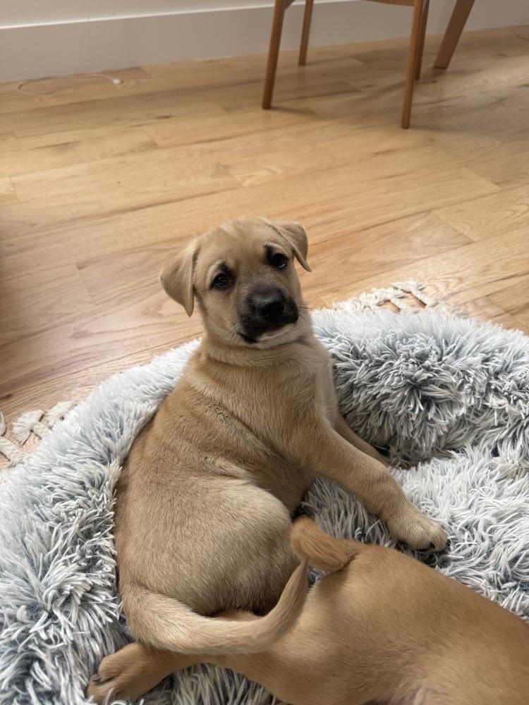 Soul, Adoptable, Puppy Female Shepherd & Mixed Breed.