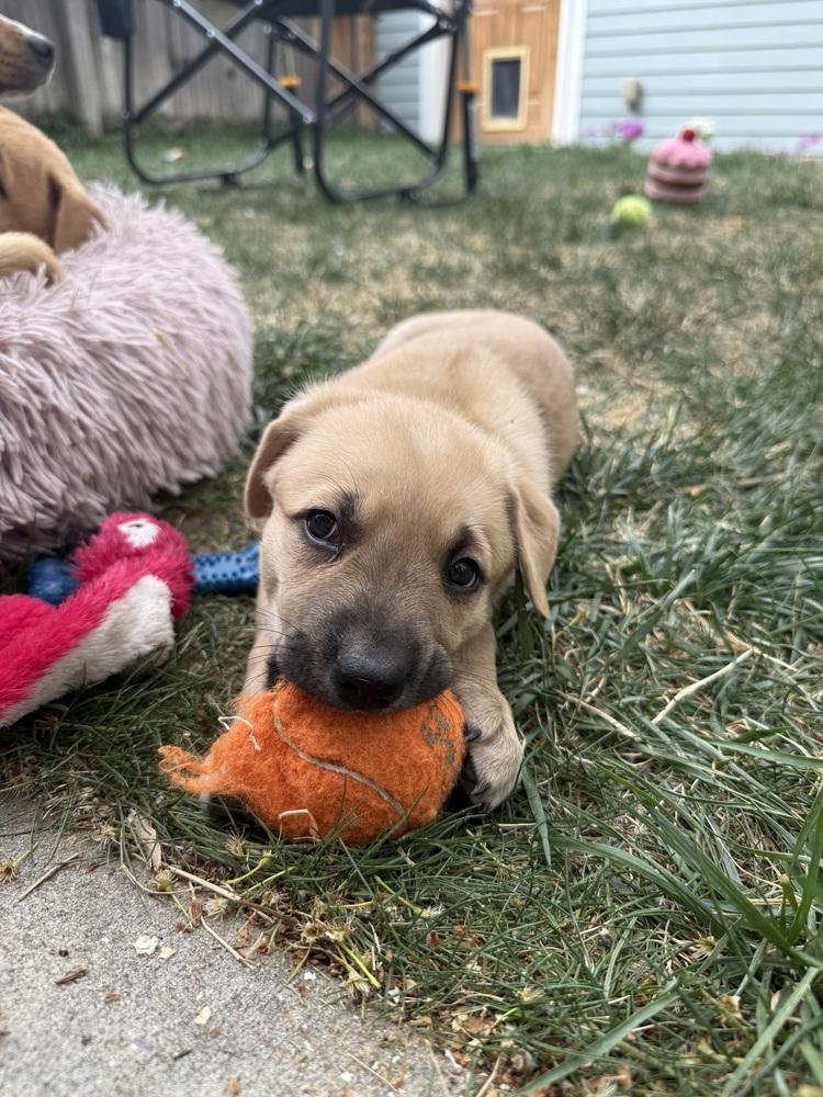 Enlarge Soul, a Adoptable mixed breed in Denver, CO image 3/5