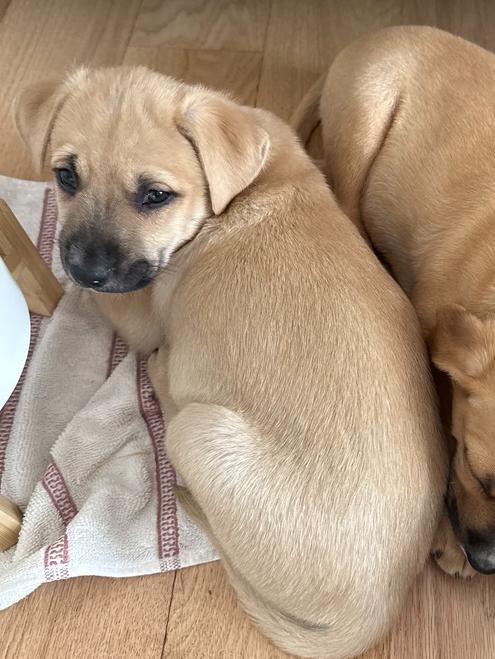 Enlarge Soul, a Adoptable mixed breed in Denver, CO image 4/5