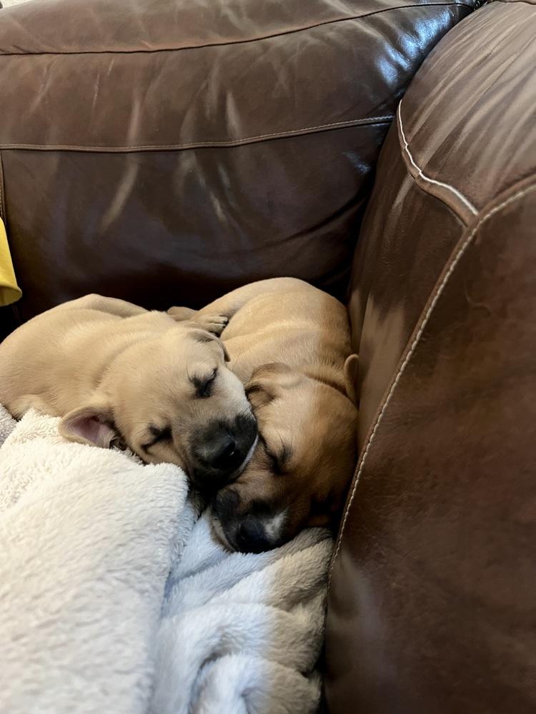 Enlarge Soul, a Adoptable mixed breed in Denver, CO image 5/5