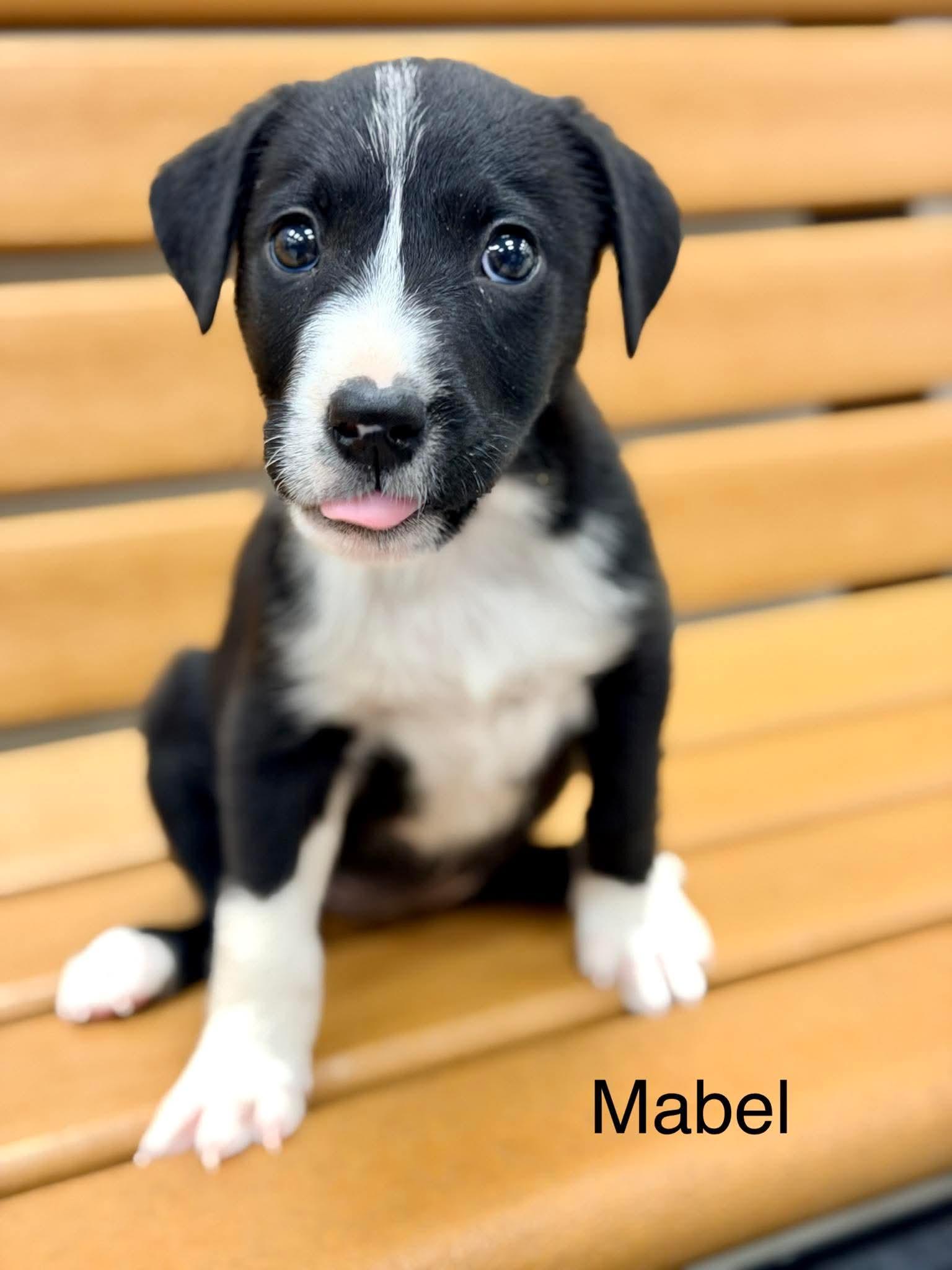 Mabel, an adopted mixed breed in Westport, MA image 2/4
