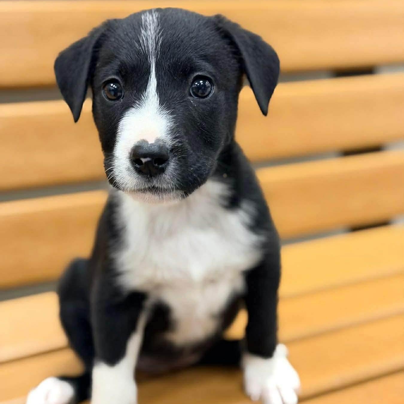 Mabel, an adopted mixed breed in Westport, MA image 1/4