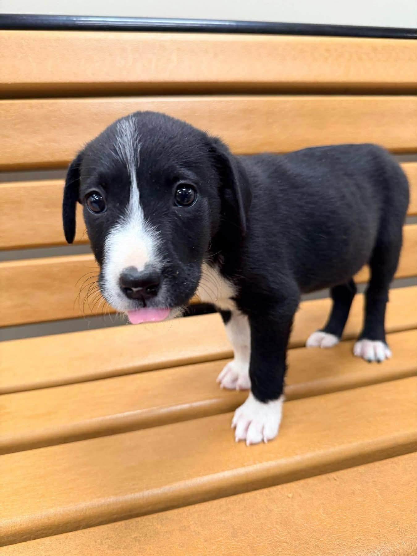 Mabel, an adopted mixed breed in Westport, MA image 3/4