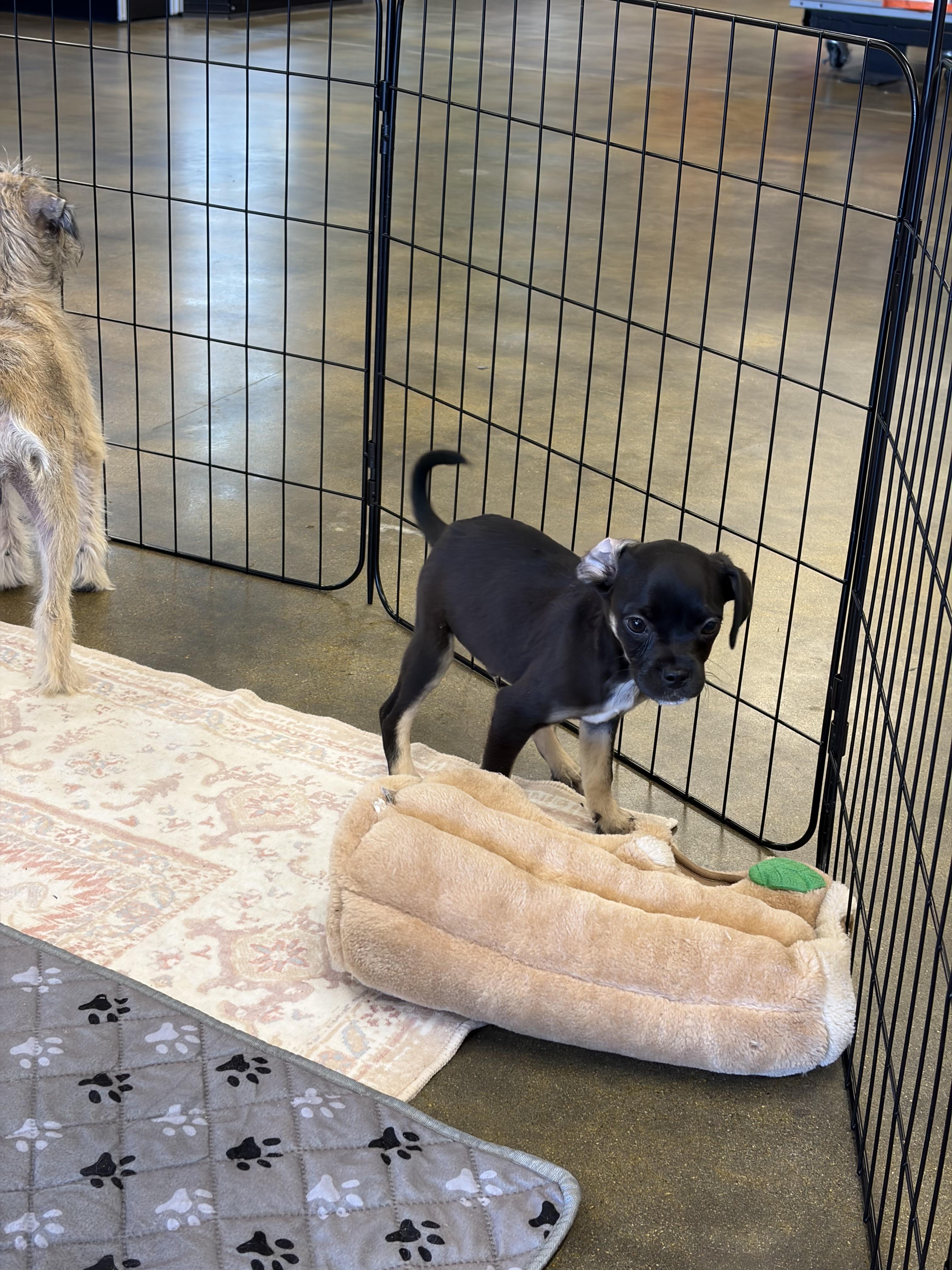 Nick, a ADOPTABLE mixed breed in Corona, CA image 5/6
