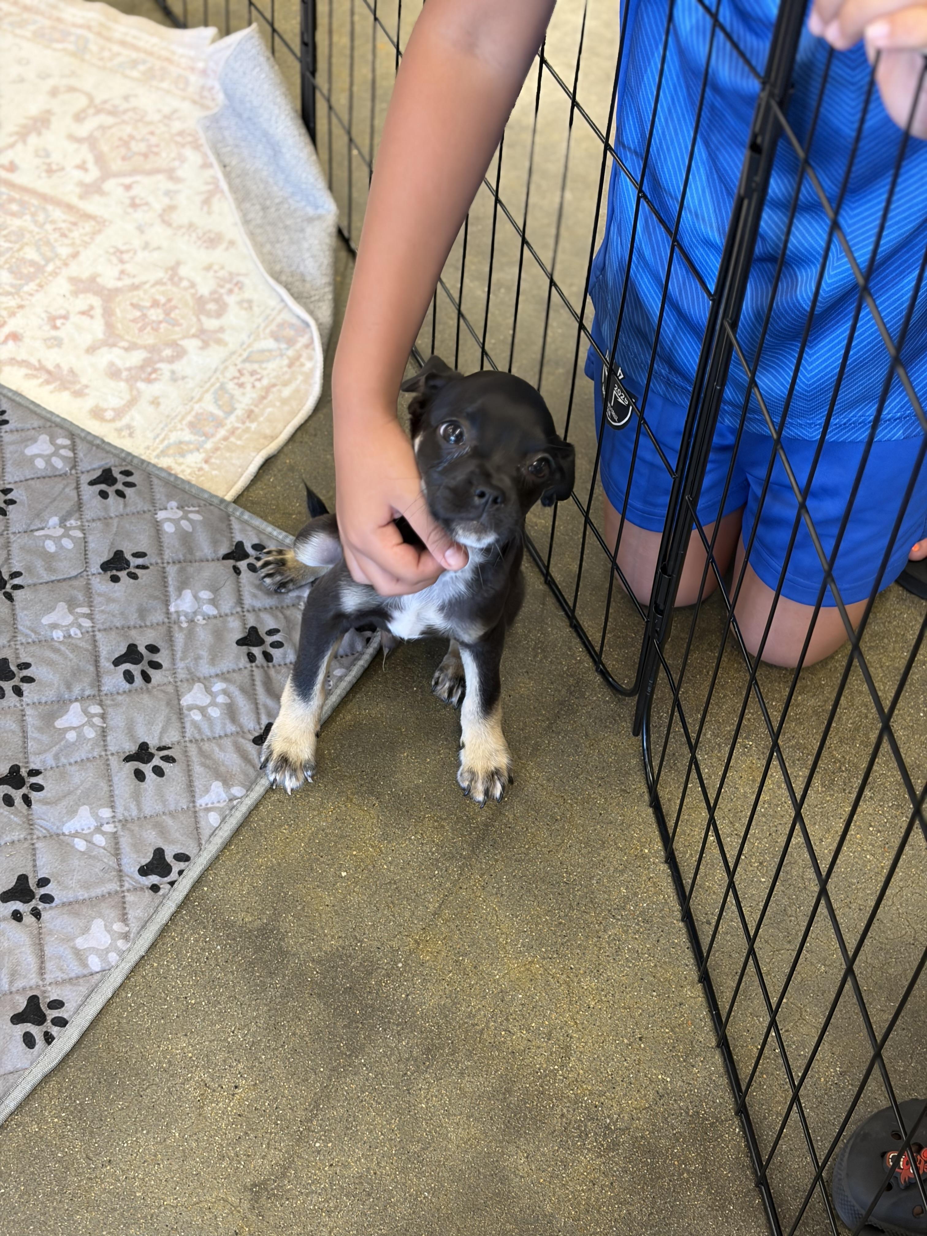 Nick, a ADOPTABLE mixed breed in Corona, CA image 3/6