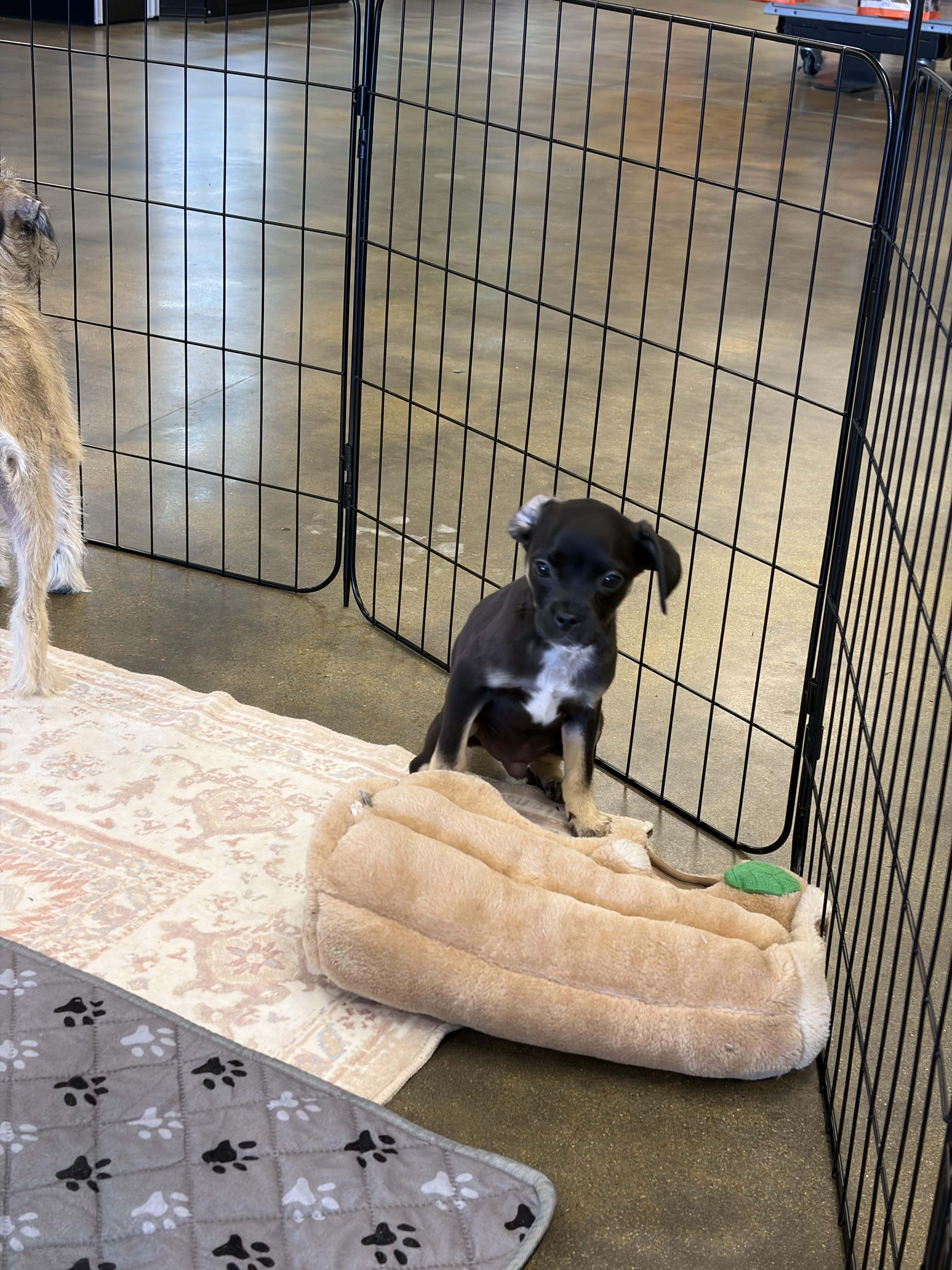 Nick, a ADOPTABLE mixed breed in Corona, CA image 4/6
