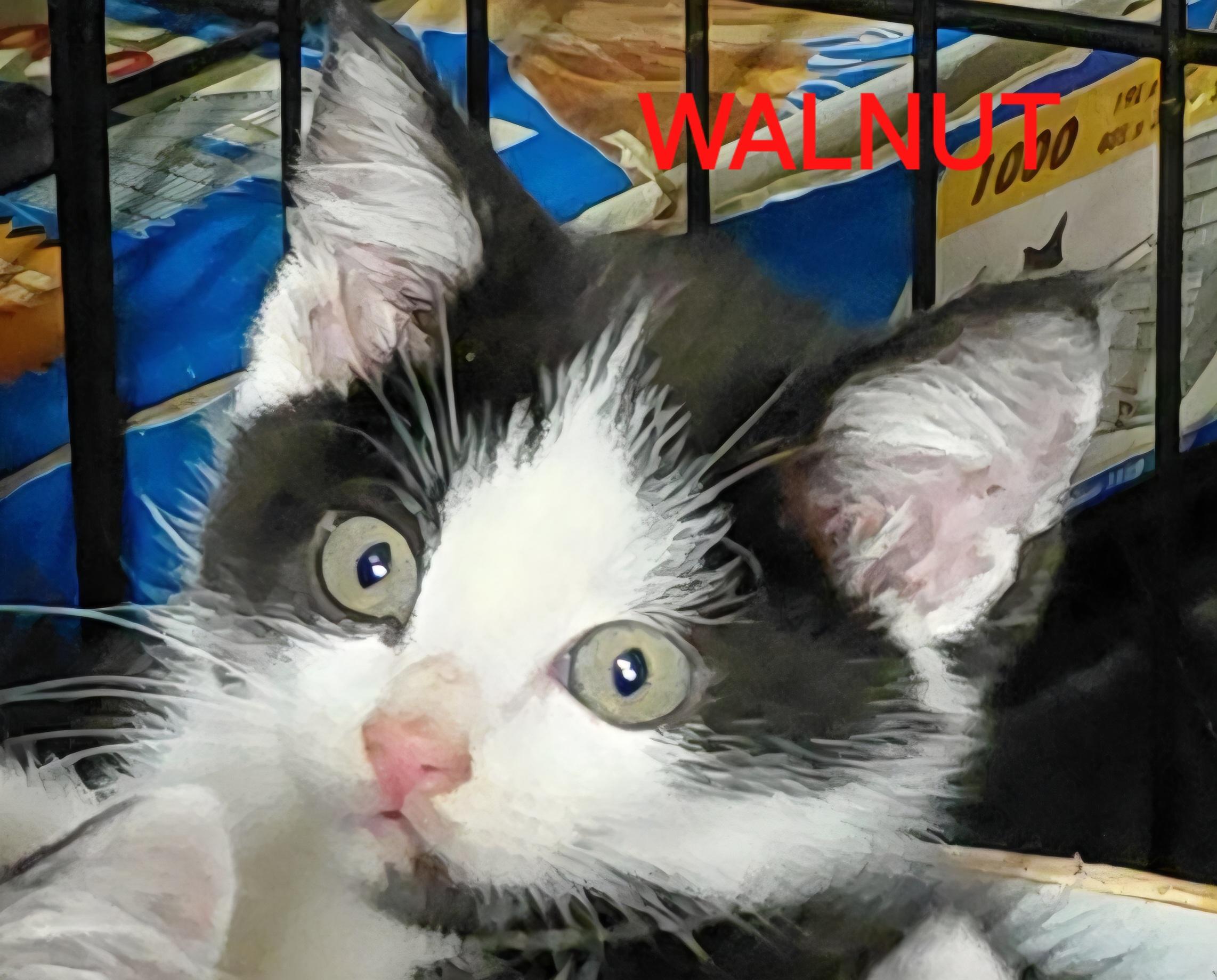 Walnut, adopted, Young Female Domestic Short Hair.