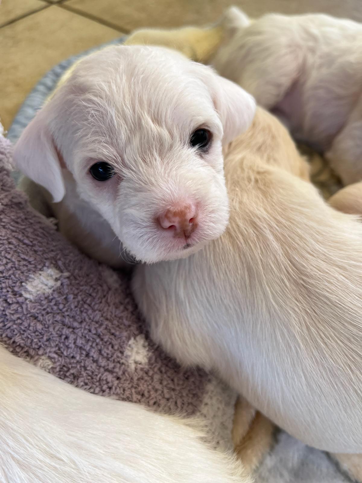 Enlarge Willow, a ADOPTABLE mixed breed in Roseville, CA image 1/1