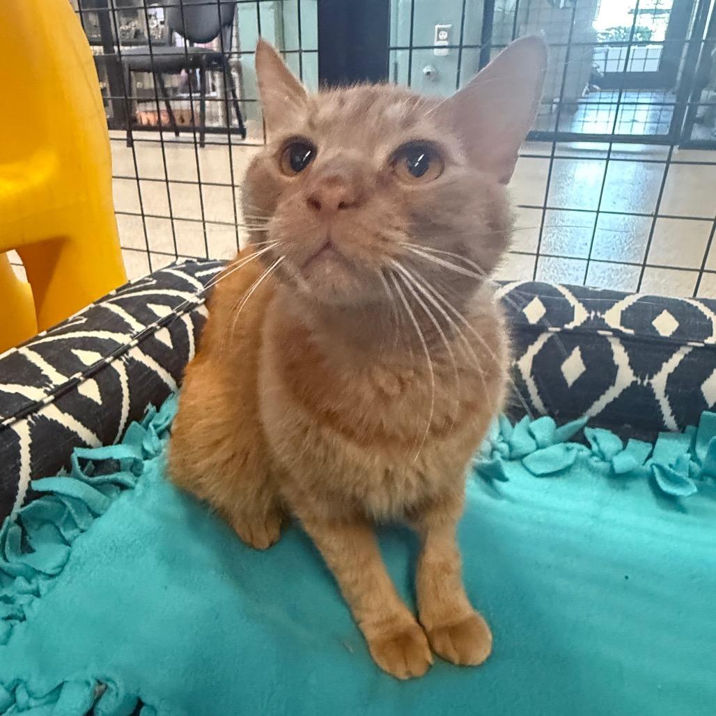 Bradley Cooper, Adoptable, Adult Male Domestic Short Hair.