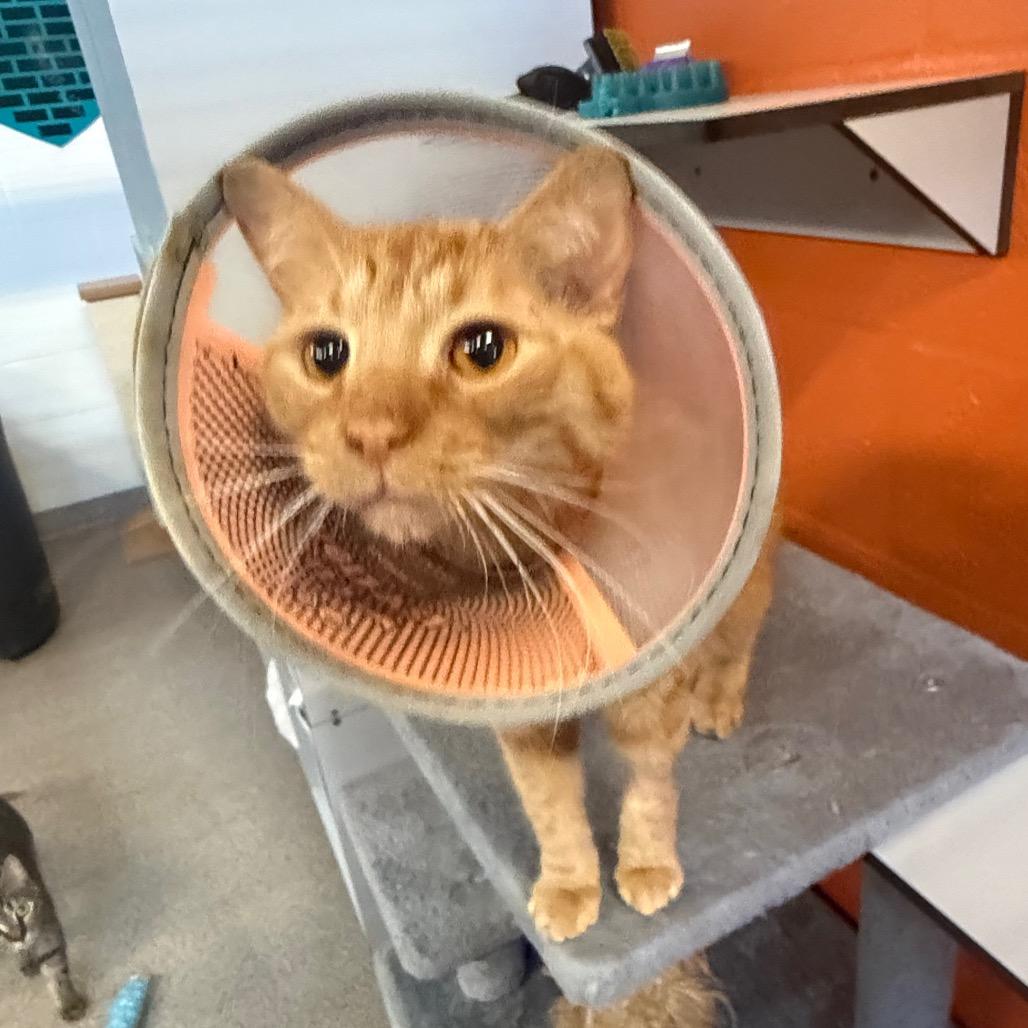 Enlarge Bradley Cooper, a Adoptable Domestic Short Hair in Sarasota, FL image 2/5