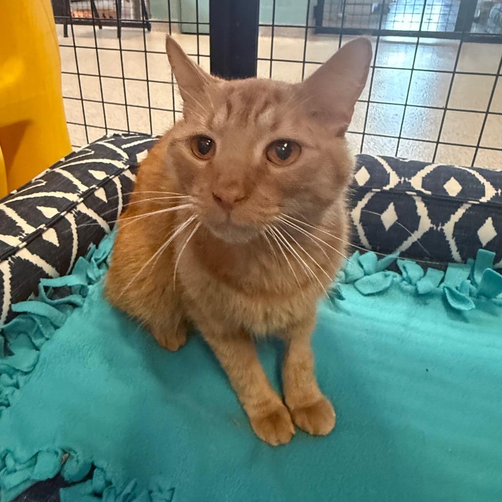 Enlarge Bradley Cooper, a Adoptable Domestic Short Hair in Sarasota, FL image 3/5