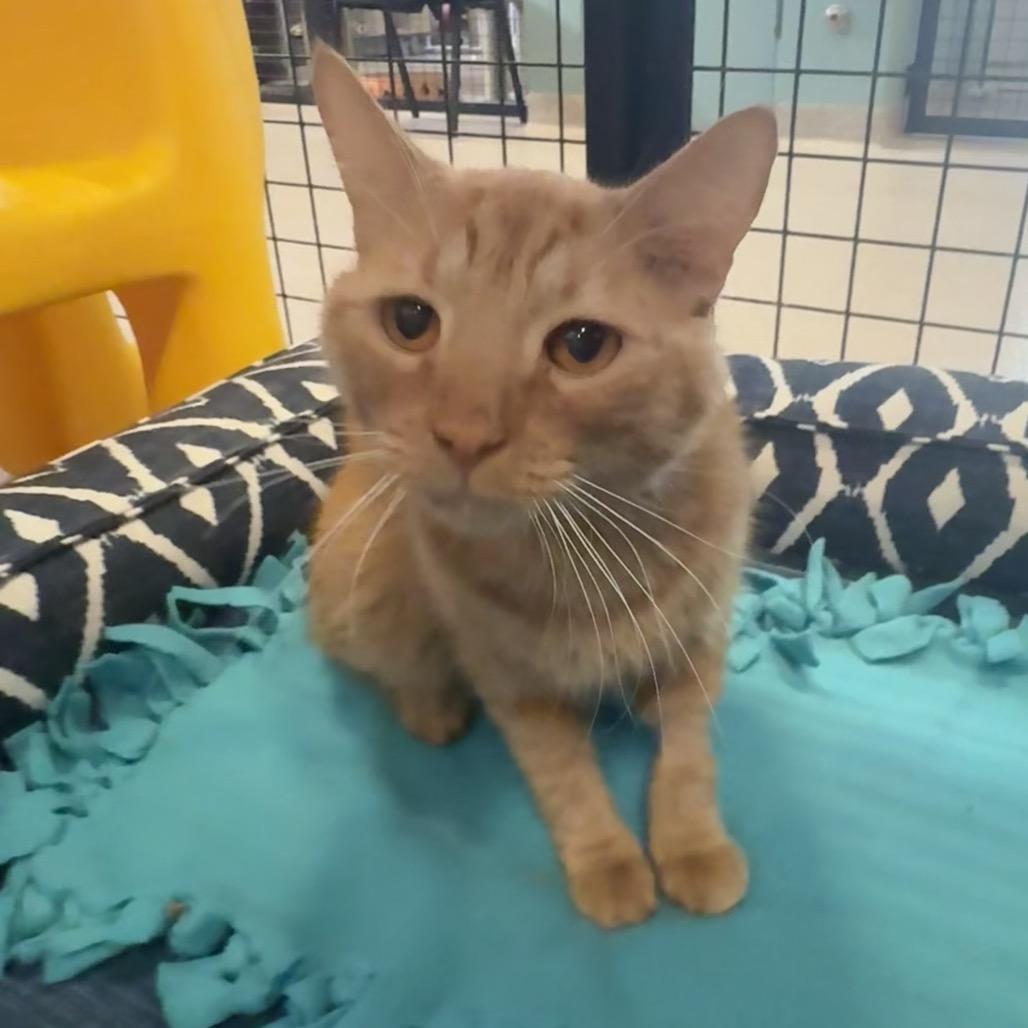 Enlarge Bradley Cooper, a Adoptable Domestic Short Hair in Sarasota, FL image 4/5