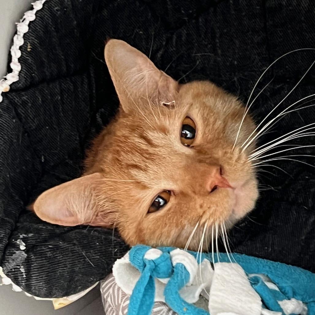 Enlarge Bradley Cooper, a Adoptable Domestic Short Hair in Sarasota, FL image 5/5