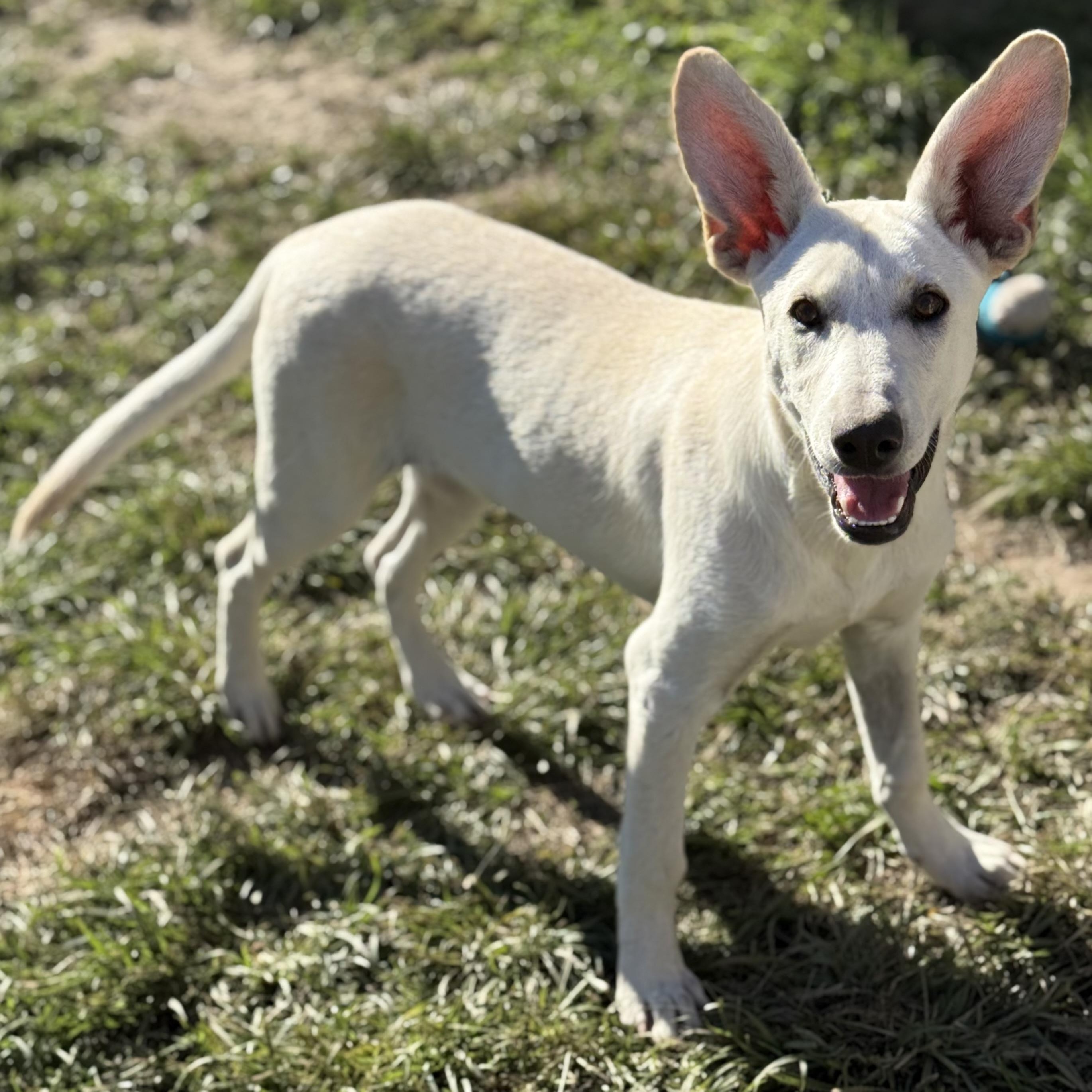 Enlarge Rue, a Adopted mixed breed in Glenolden, PA image 3/6