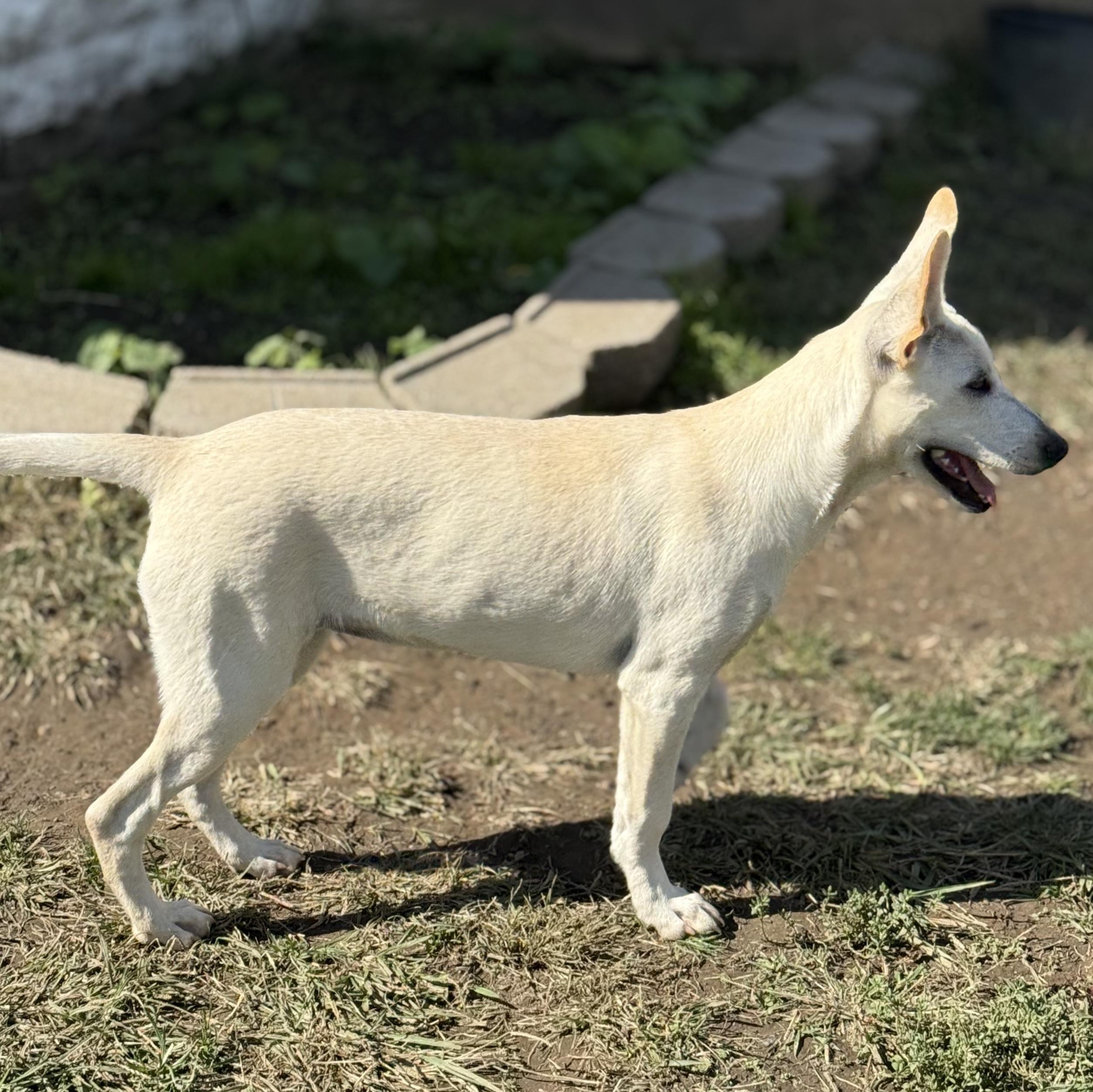 Enlarge Rue, a Adopted mixed breed in Glenolden, PA image 6/6