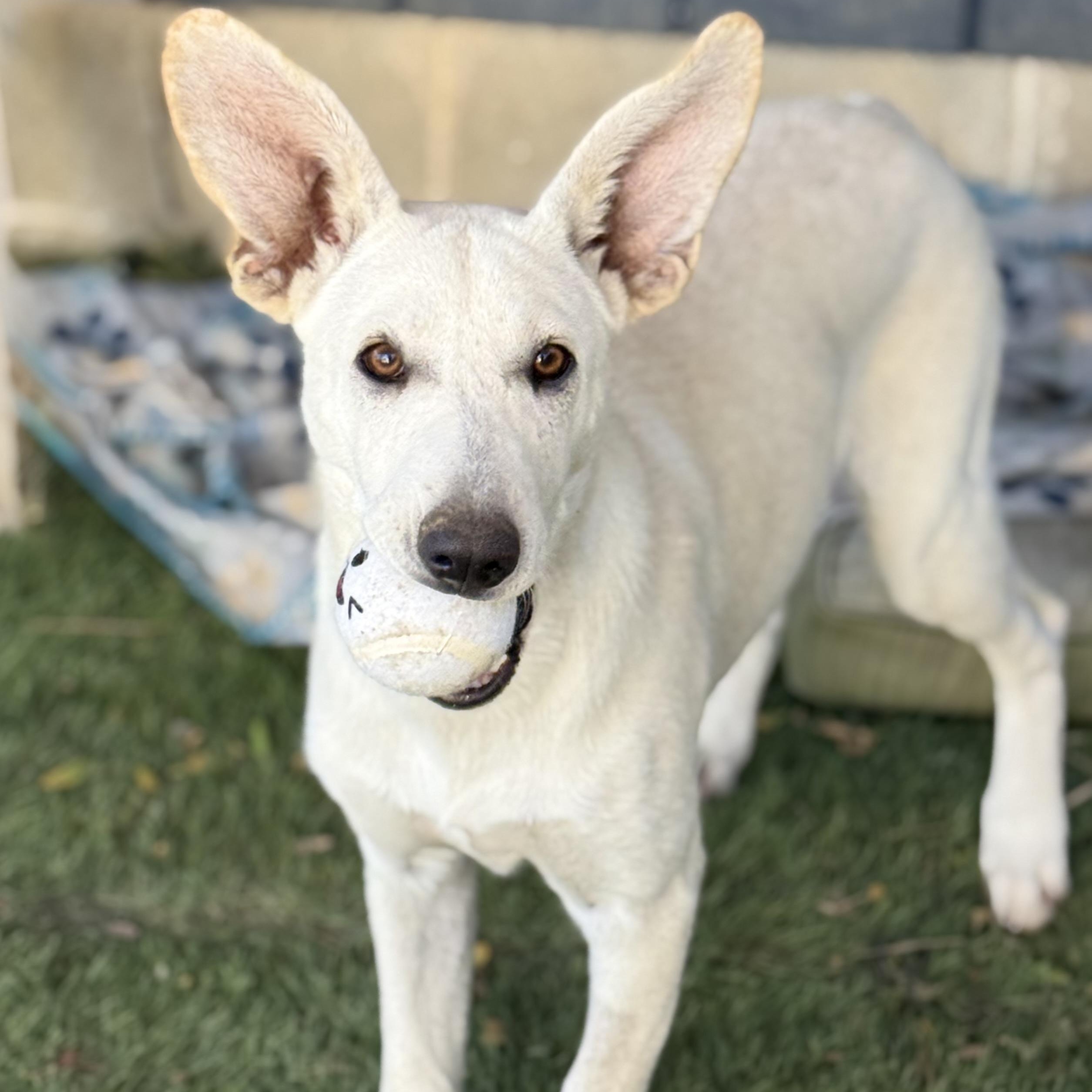 Enlarge Rue, a Adopted mixed breed in Glenolden, PA image 2/6