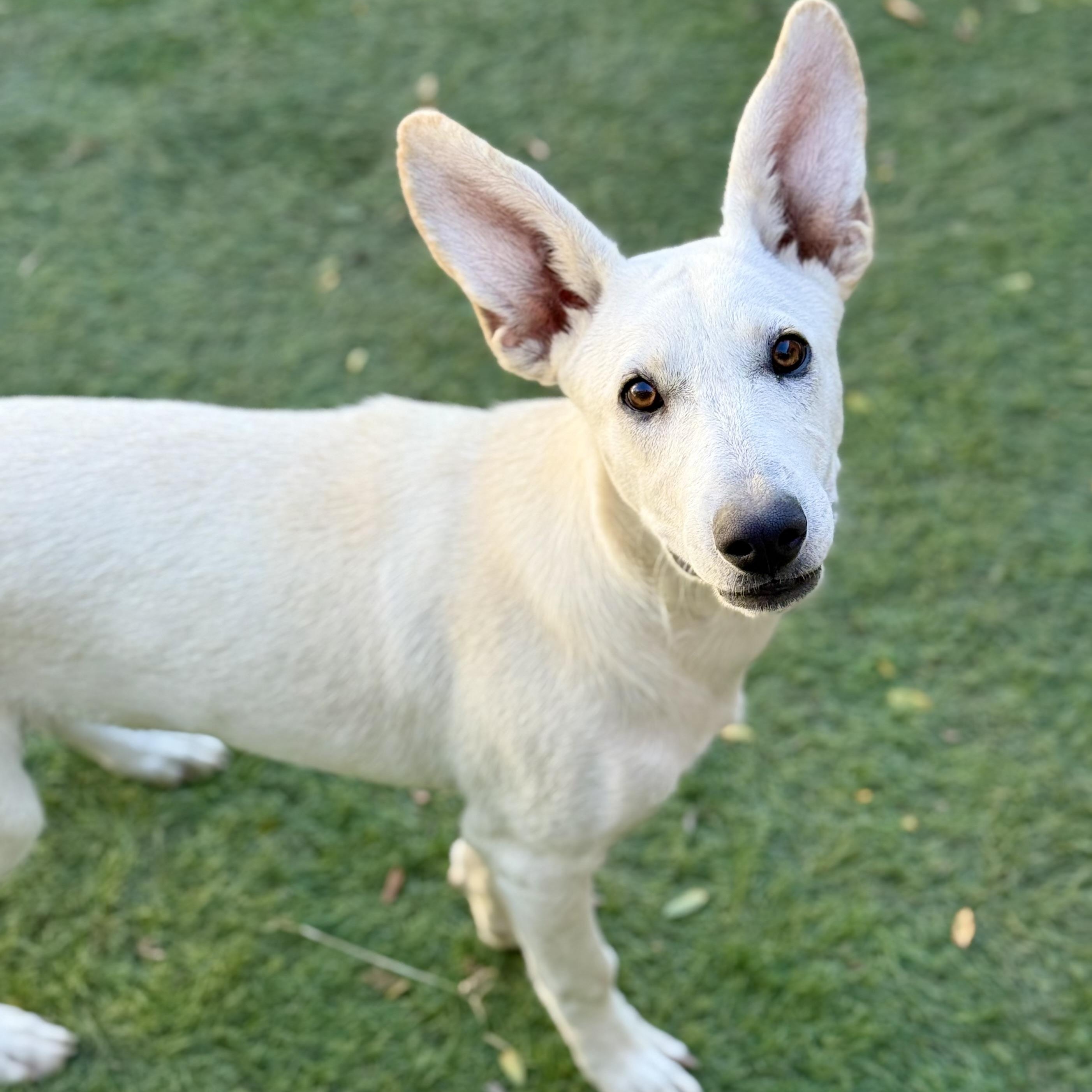 Enlarge Rue, a Adopted mixed breed in Glenolden, PA image 1/6