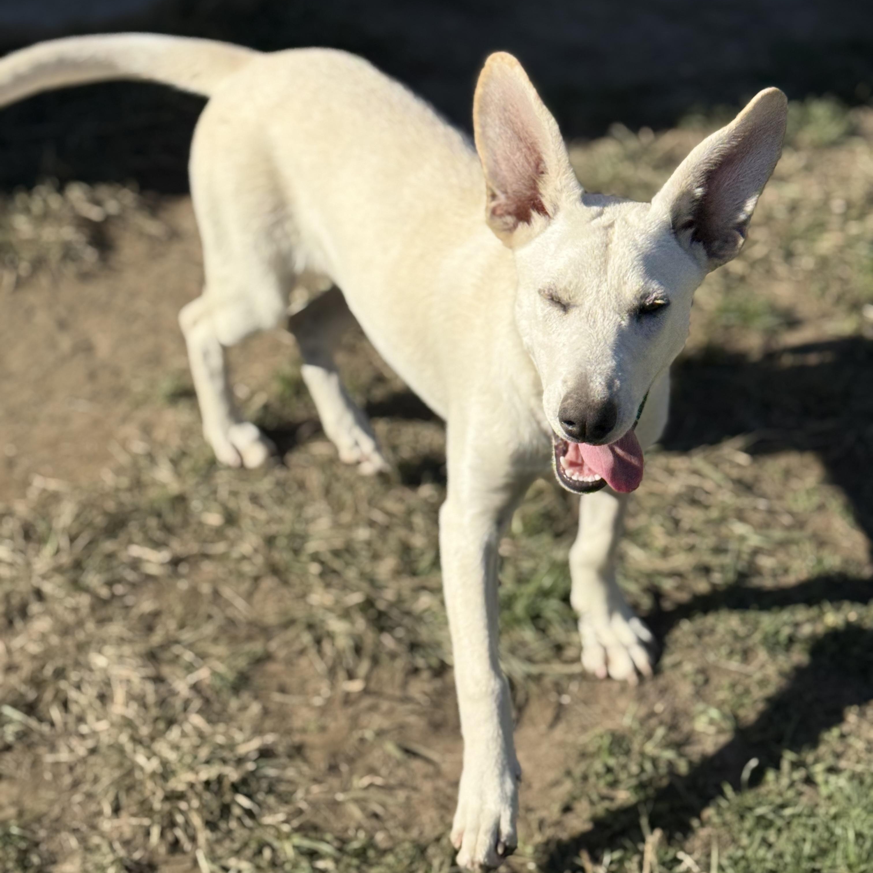 Enlarge Rue, a Adopted mixed breed in Glenolden, PA image 5/6