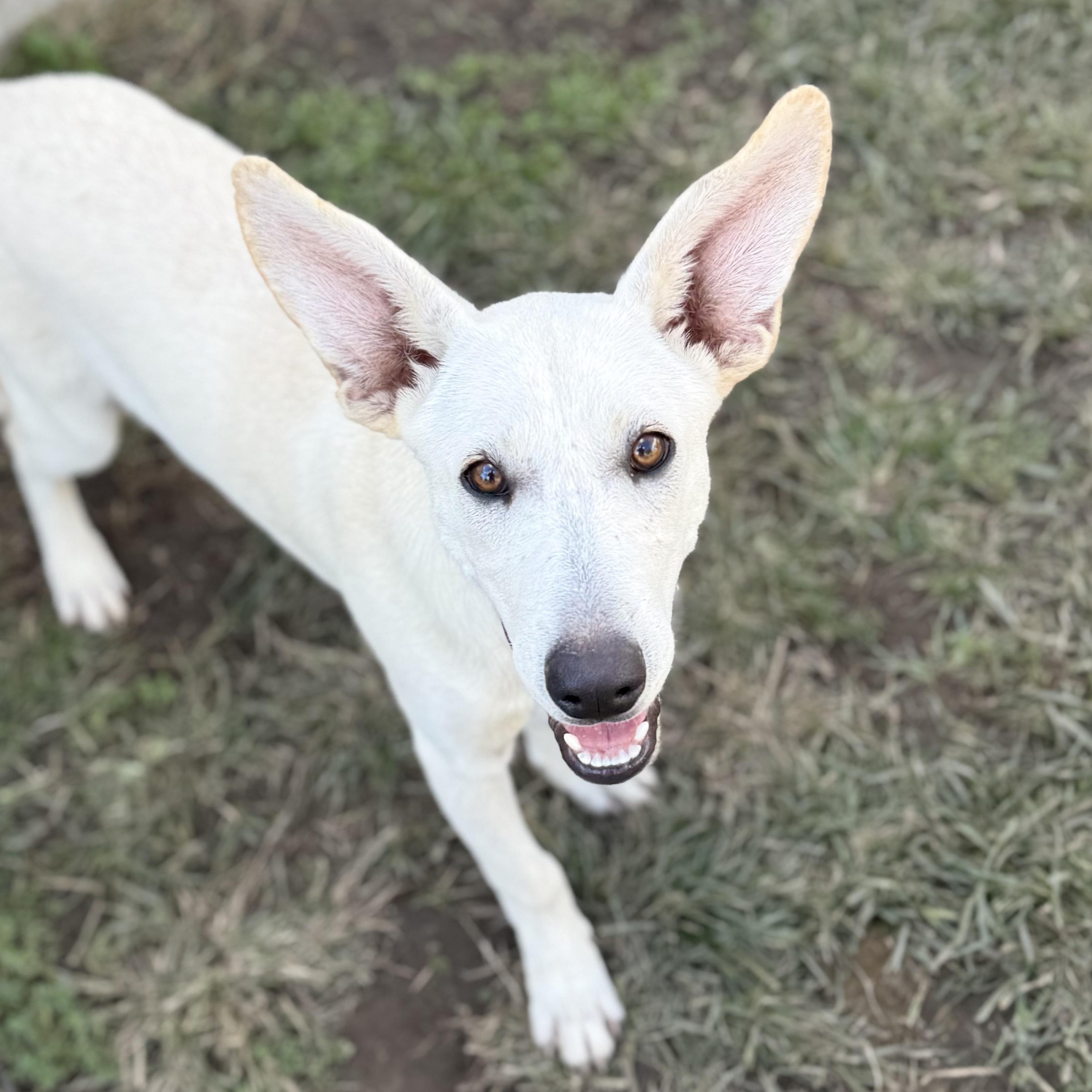 Enlarge Rue, a Adopted mixed breed in Glenolden, PA image 4/6